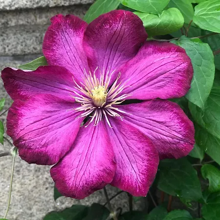 Le Chateau Des Tourelles En Vendee 3* La Gaubretiere